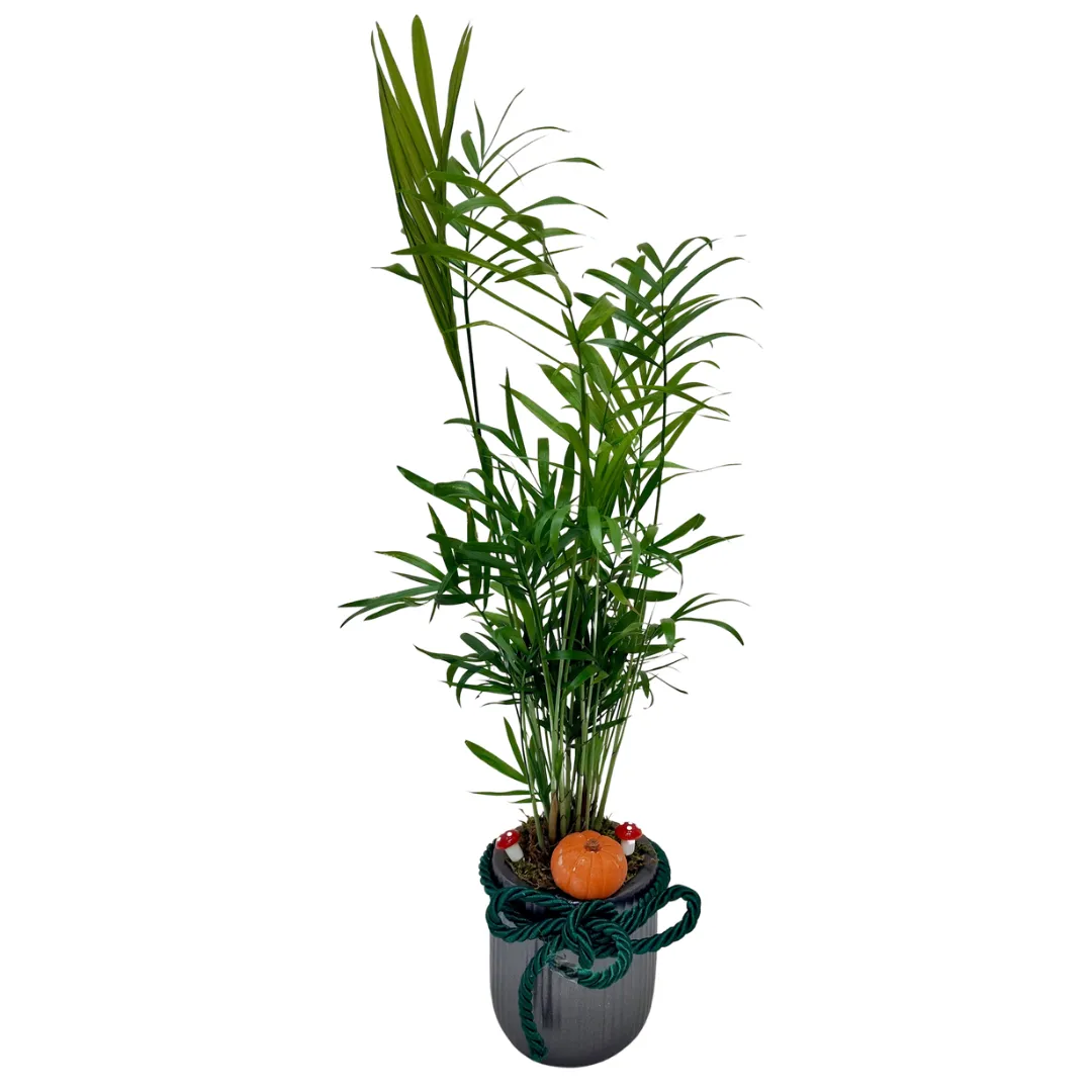 Areca Bitkisi 