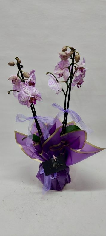 Beyaz Zarafet: Premium Çift Dal Beyaz Orkide