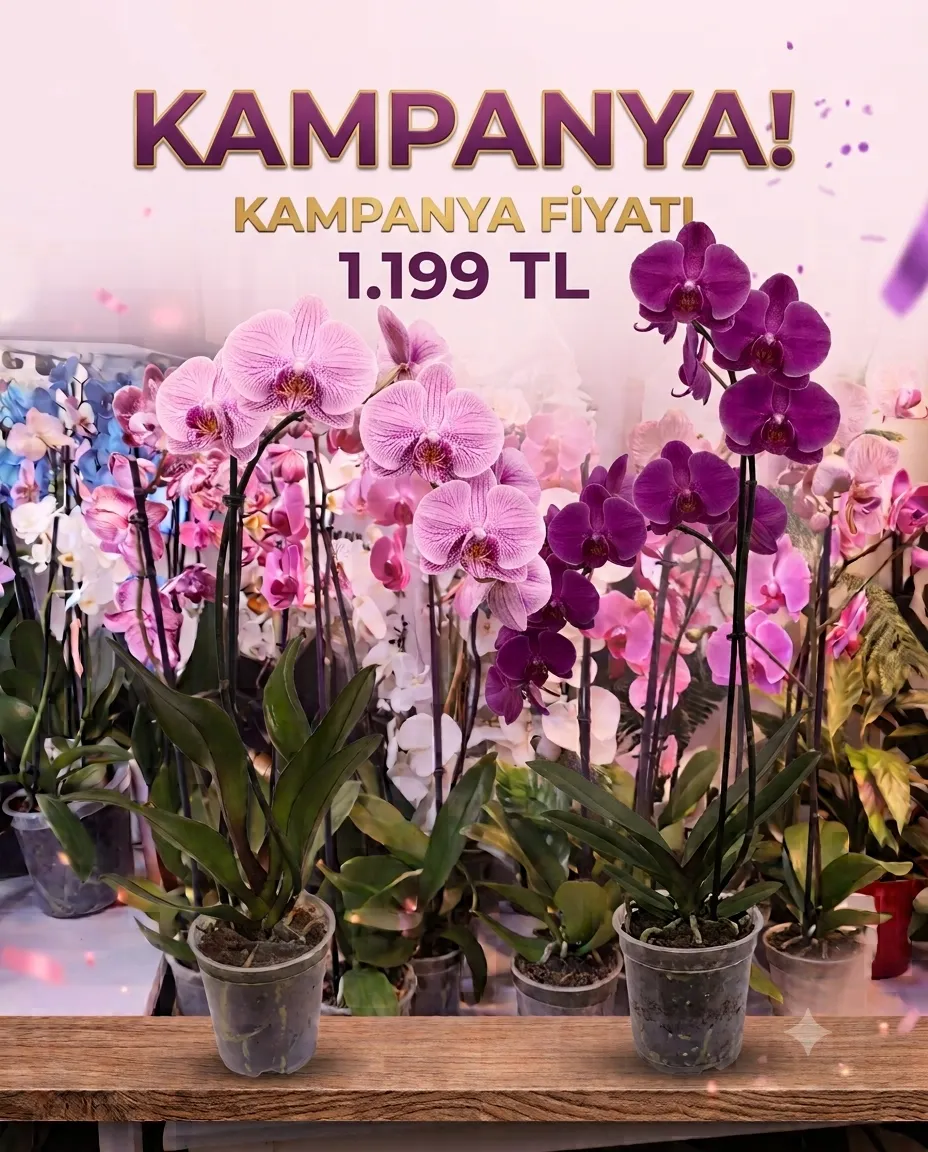 Tekli Orkide
