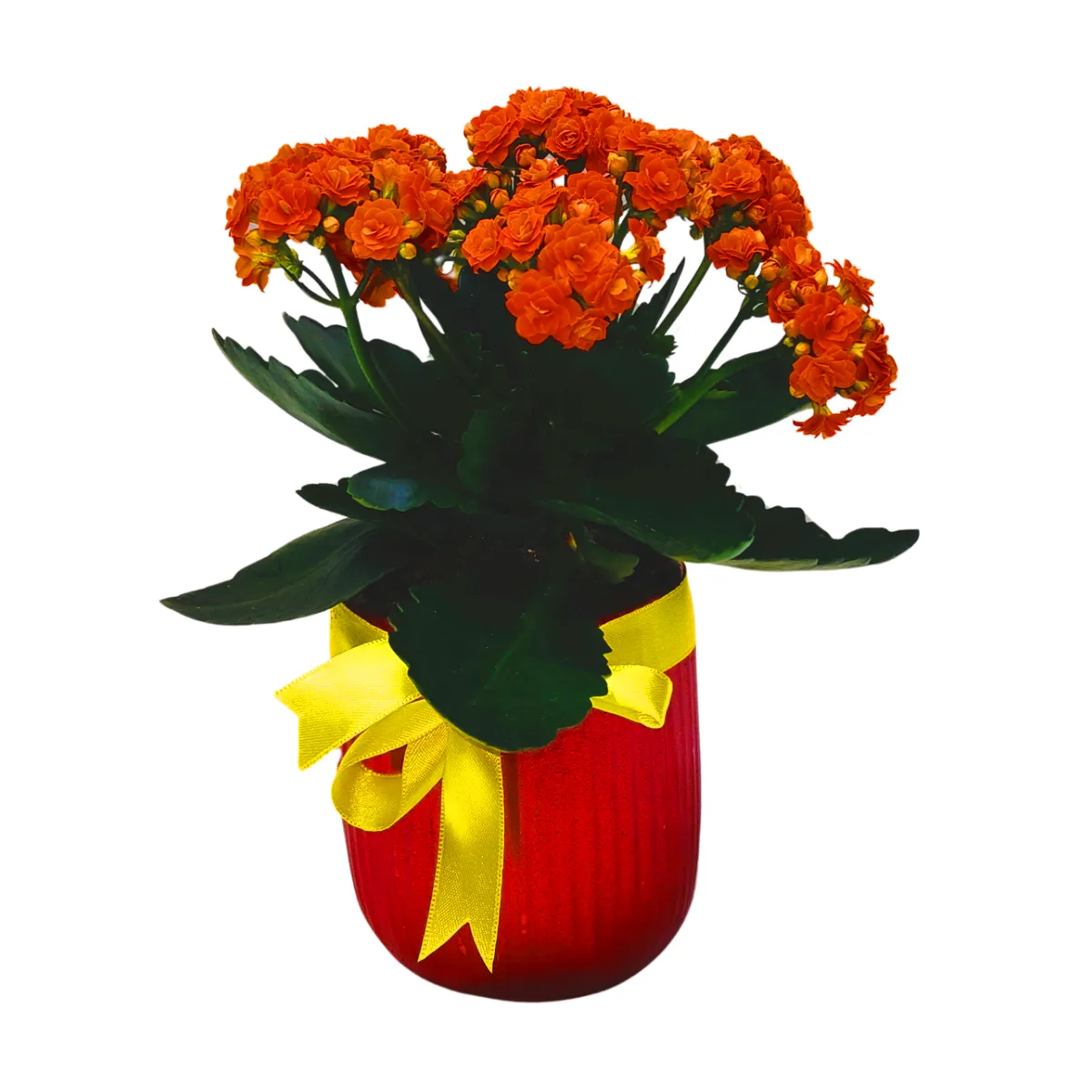 Özel Saksıda Kalancheo