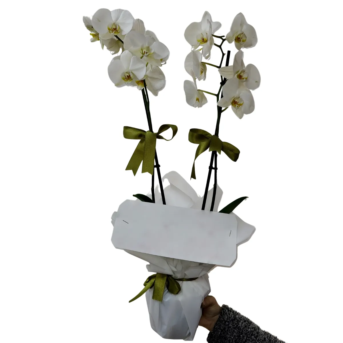 Premium Çift Dal Orkide
